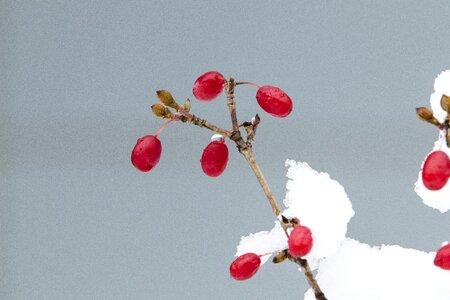 Nature white scenery