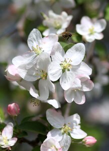 Fruit casey spring photo