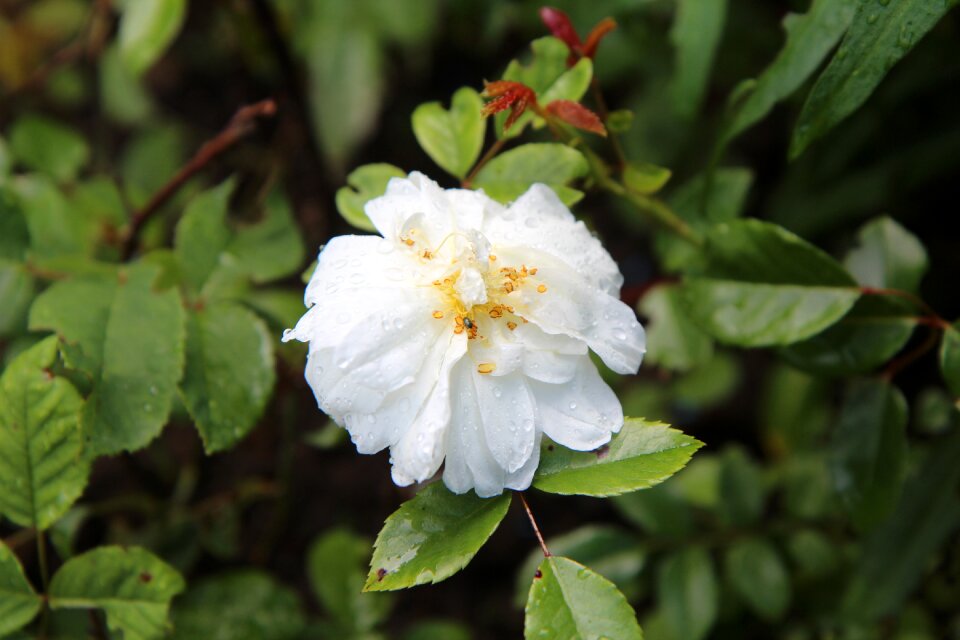 Rosebush white rose flowering rose bush photo