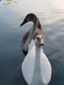 Bird animal nature