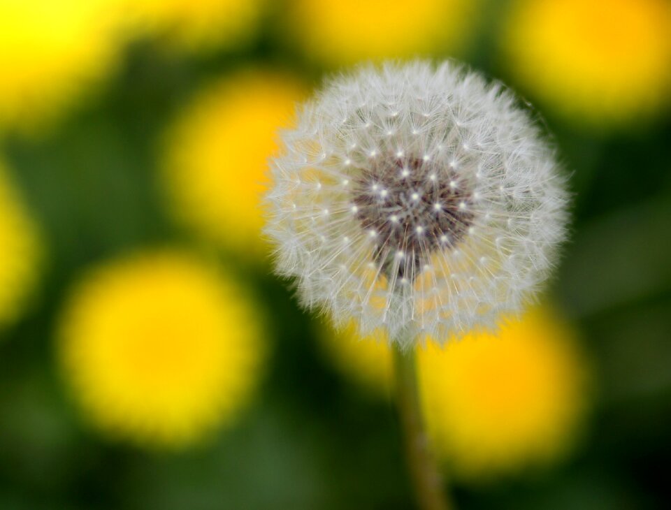 Flower plant spring