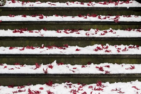 Nature white scenery