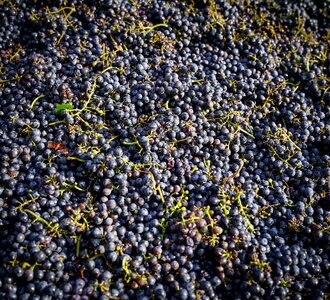 Vintage wine fruit photo