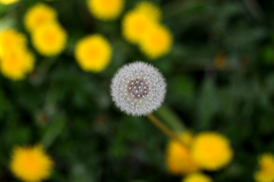 Flower plant spring