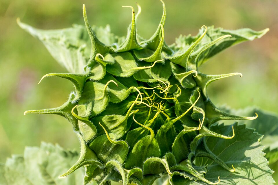 Summer plant blossom