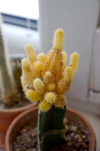 Flora nature spines