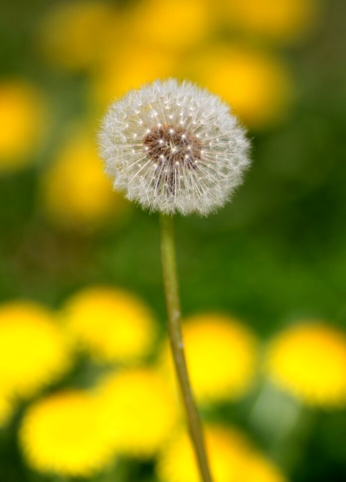 Flower plant spring
