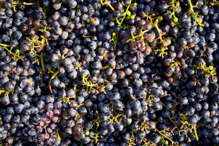 Vintage wine fruit