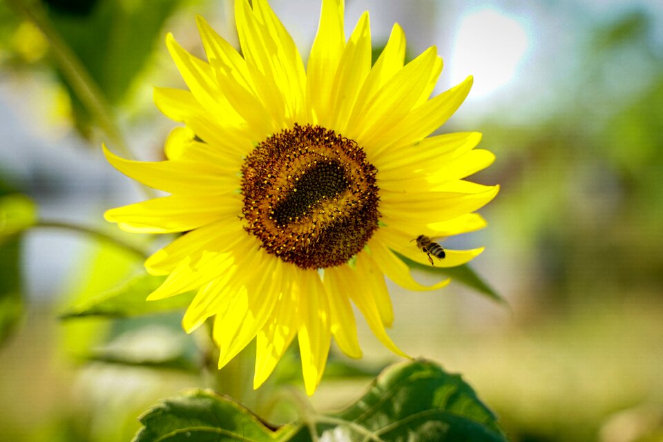 Blossom bloom bee