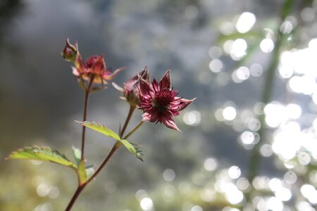 Flower marsh plant cinquefoil photo