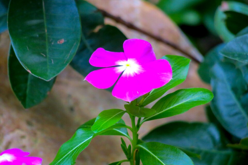 Plant leaf outdoor