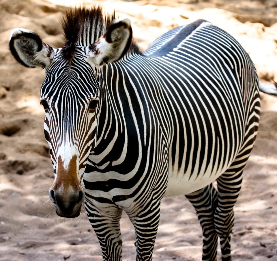 Black white pattern mane