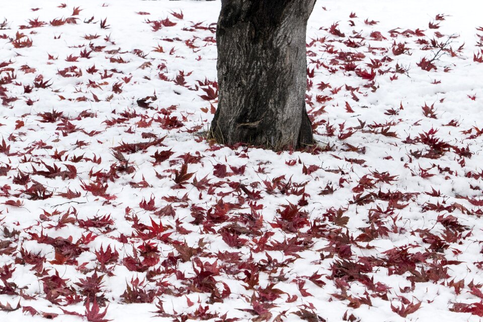 Nature white scenery