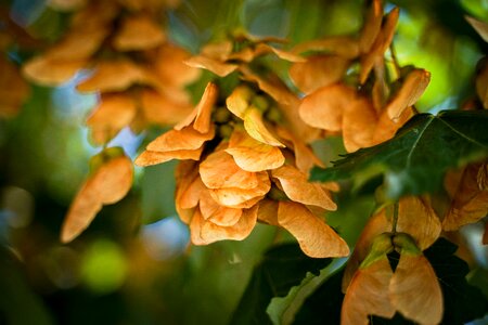 Nose zwicker maple maple tree photo