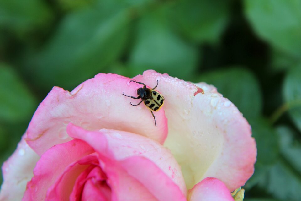 Pink rose cetonia pink flowers