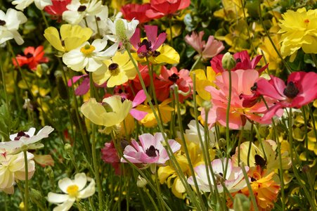 Flowers meadow anemones photo