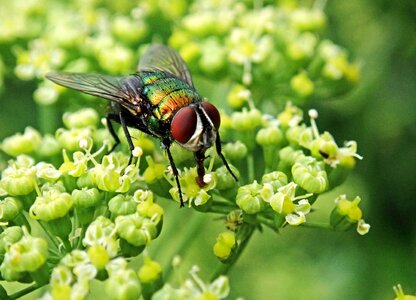 Parsley flowers garden nature