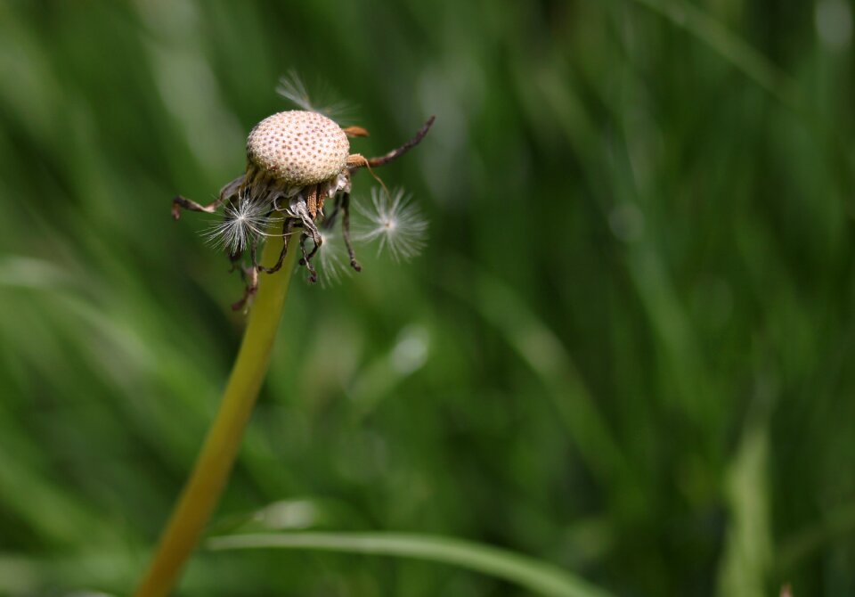 Flower plant spring