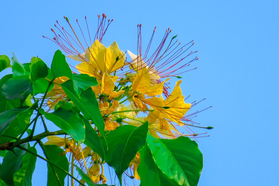 Green wild flowers flowering