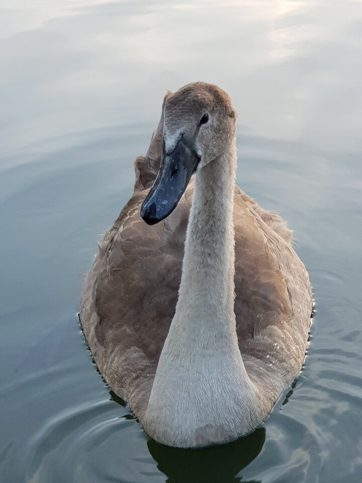 Water bird plumage swans