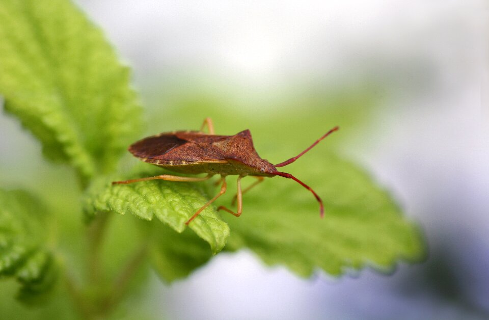 Close up insect macro