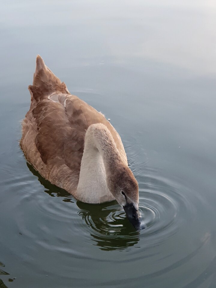 Water bird plumage swans