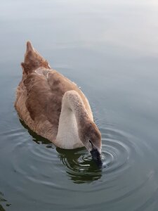 Water bird plumage swans photo