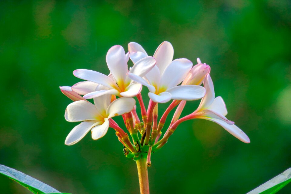 Flowering plant fresh