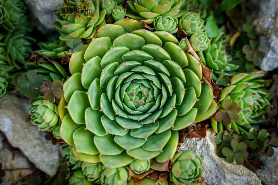 Plant green stone crop