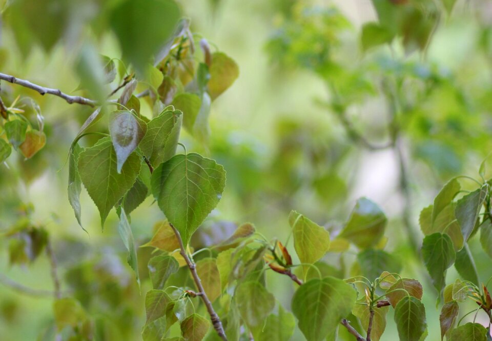 Leaves green casey