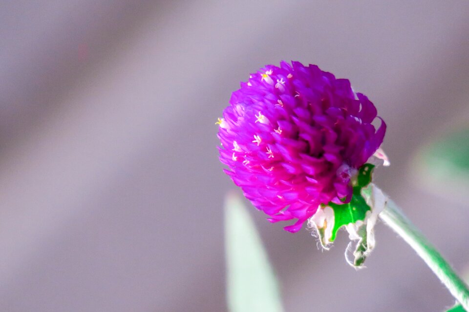 Nature bloom fuchsia