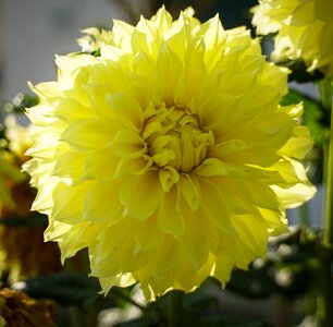 Yellow nature blossom photo