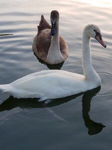 Water bird plumage swans photo