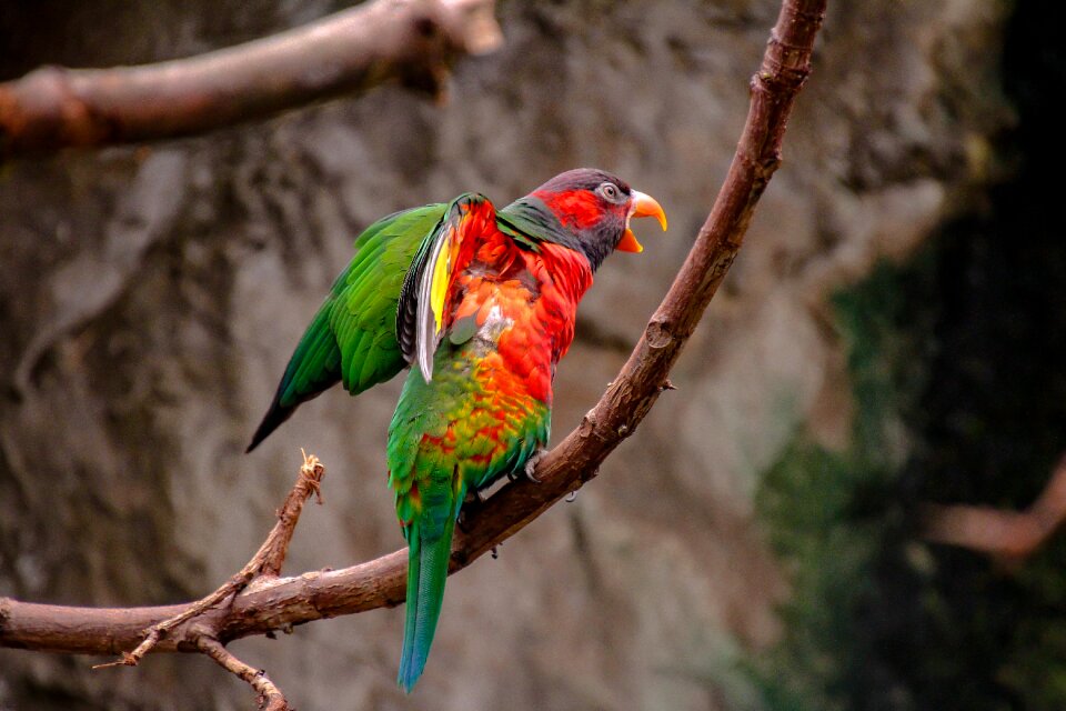 Plumage colorful poultry