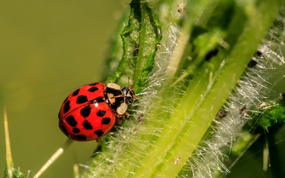 Harlequin-ladybird harmonia axyridis coccinellidae