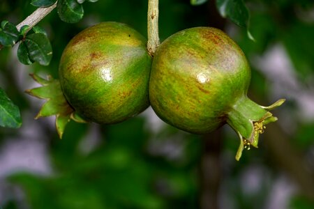 Pomegranate herbal fruit