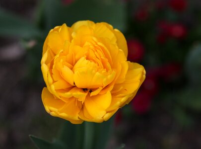 Yellow flower spring photo