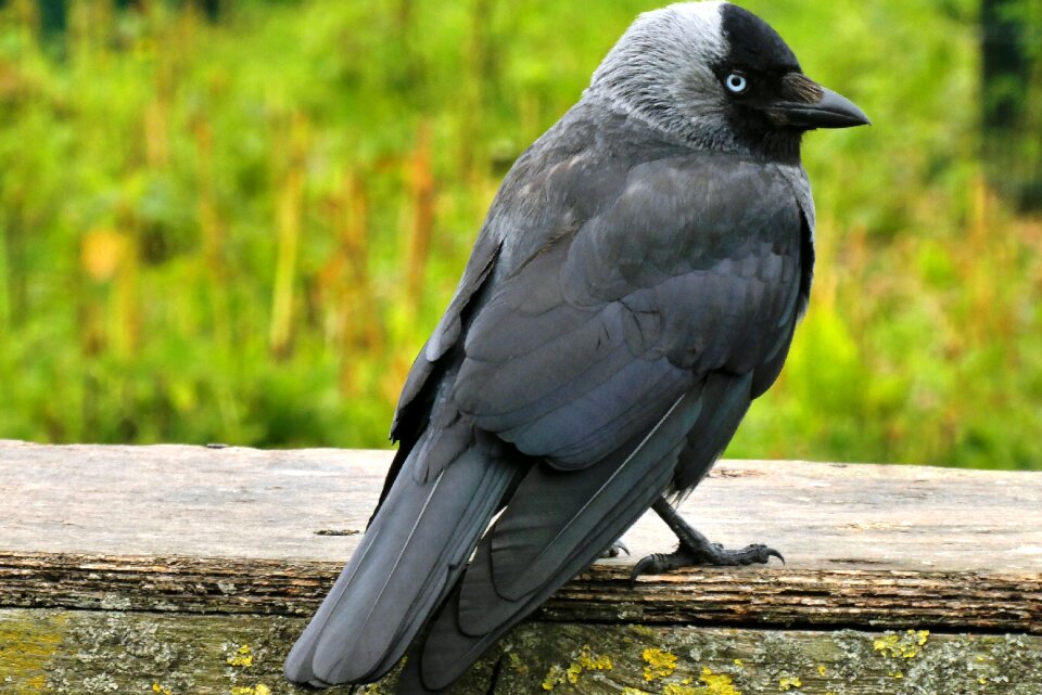 Animal black nature