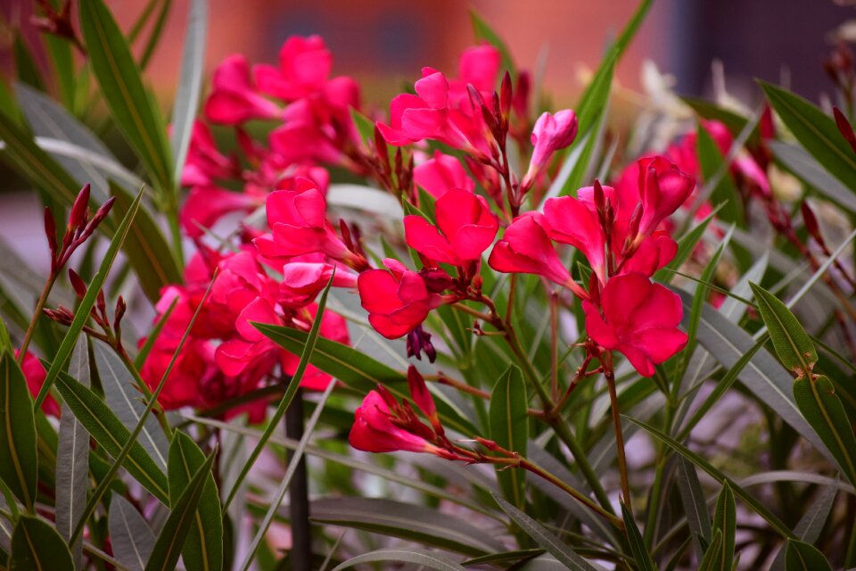 Bloom nature flower garden