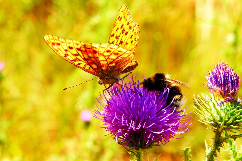 Bumblebee gas animals nature