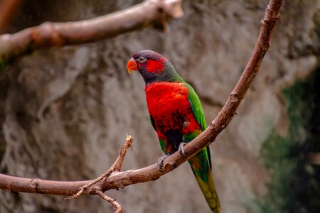 Colorful nature plumage
