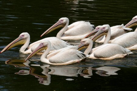 Bird waterfowl nature