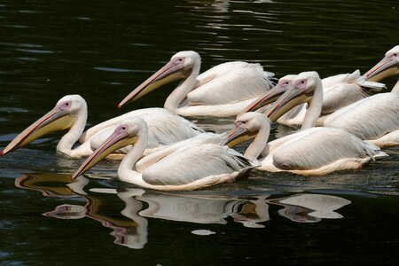 Bird waterfowl nature photo