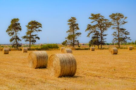 Farm nature bale
