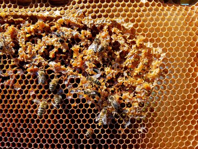 Insect nature honeycomb structure photo