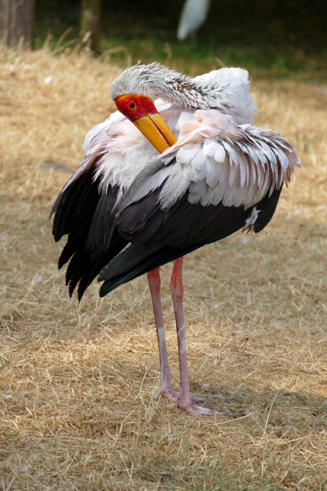 Bird africa nature
