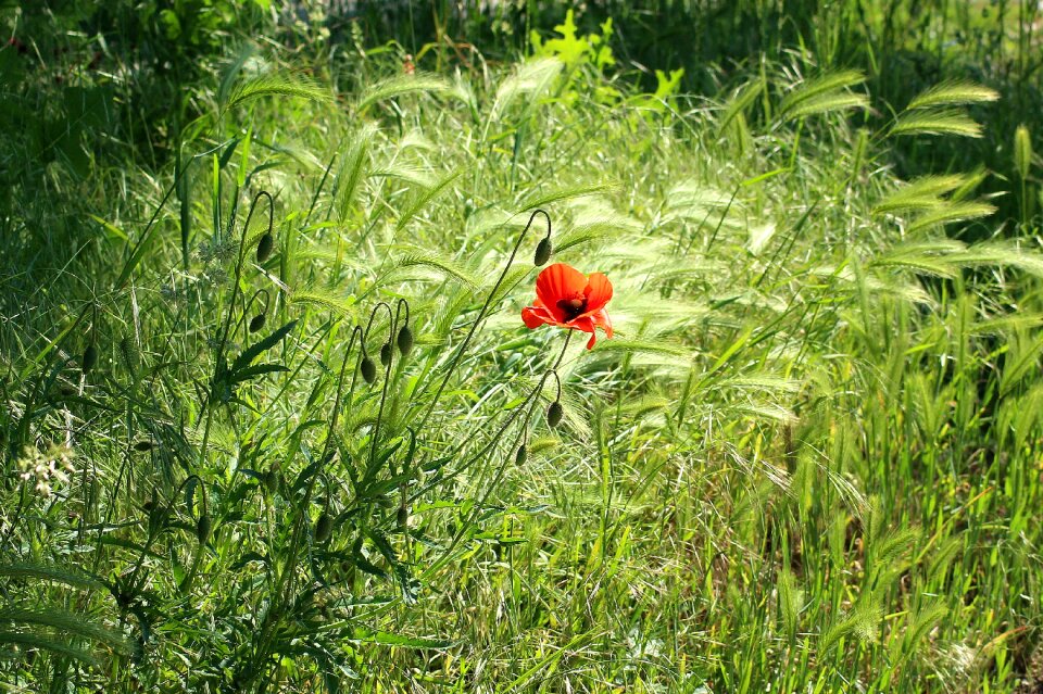 Poppy flower red plant