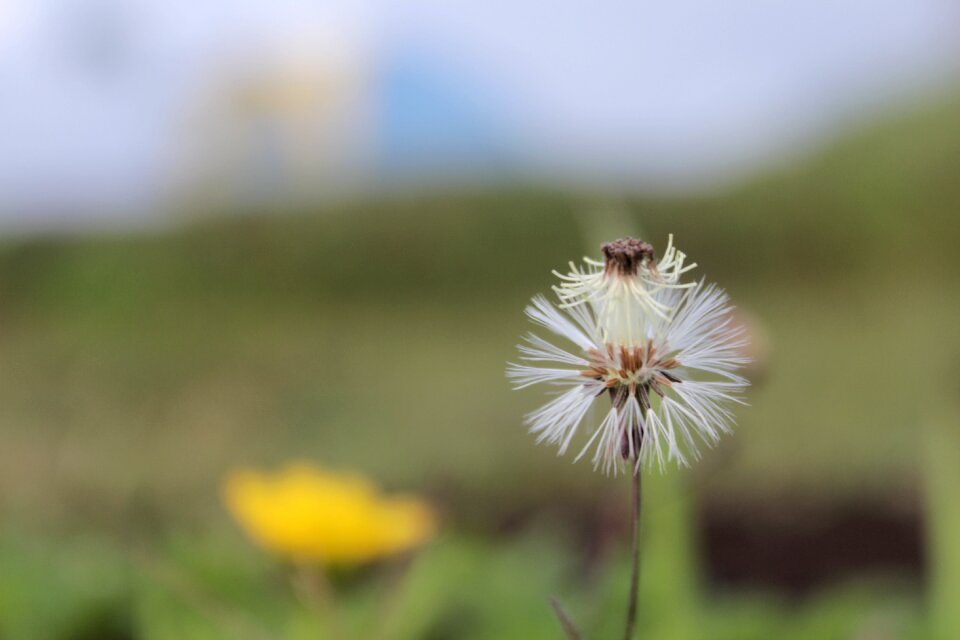 Colored flower plant