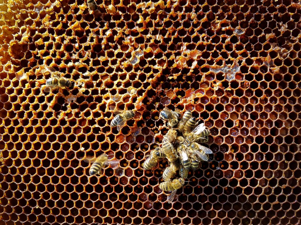 Insect nature honeycomb structure
