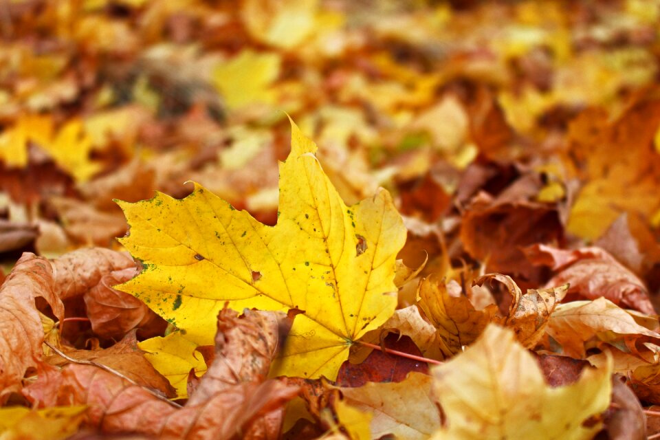 Leaves fall color colorful